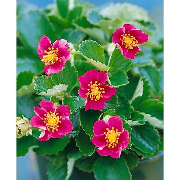 Fragaria Vesca Var.semperfl.rosea Ca. 9x9 cm Topf günstig online kaufen