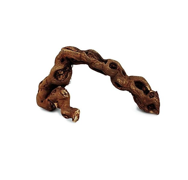 Exotenherz Zimmerpflanze Rebholz 18-20 cm günstig online kaufen