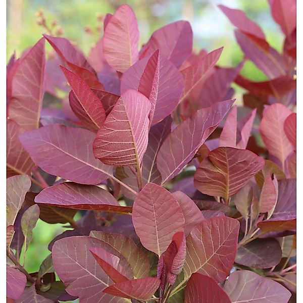 Perückenstrauch Grace 60-80cm - Cotinus dummeri günstig online kaufen