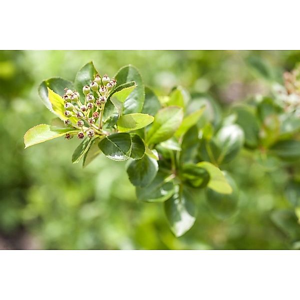 Aronia Melanocarpa Viking Schwarze Apfelbeere 125–150 Cm günstig online kaufen