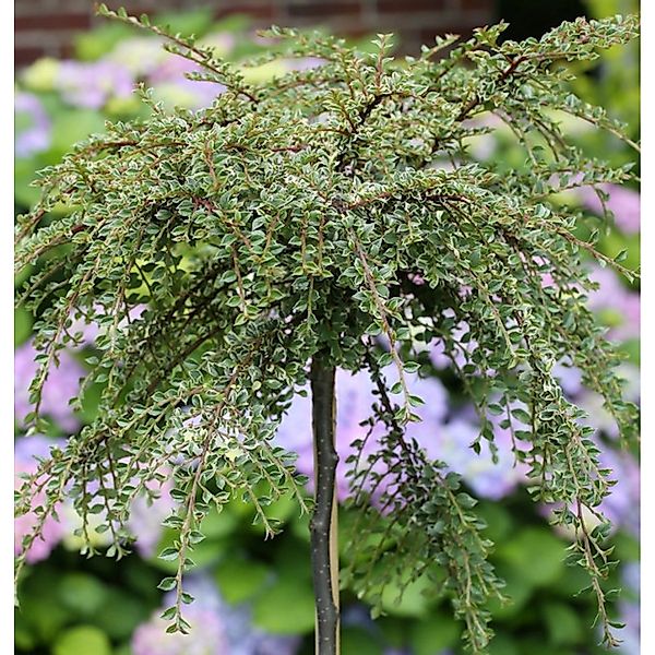 Hochstamm Zwergmispel Silver Shadow 60-80cm - Cotoneaster integrifolius günstig online kaufen