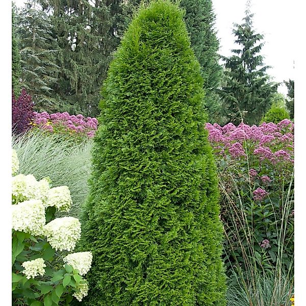 Smaragd Lebensbaum 40-60cm - Thuja occidentalis günstig online kaufen