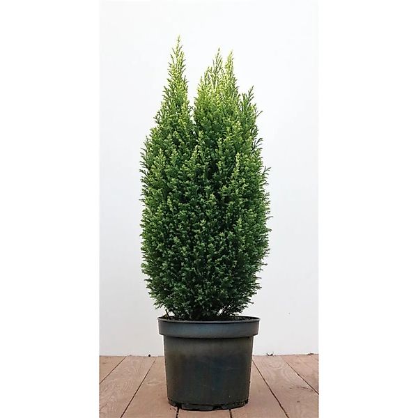 Chamaecyparis,awsoniana 'Snow White' -R- 50-60 cm günstig online kaufen
