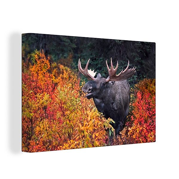 OneMillionCanvasses® Leinwandbild Ein Elch zwischen bunten günstig online kaufen