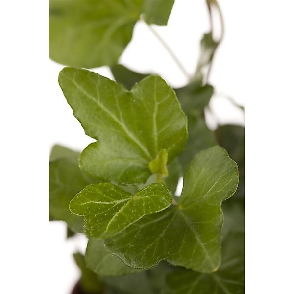 Hedera Helix Wonder Efeu Ca. 9x9 cm Topf günstig online kaufen