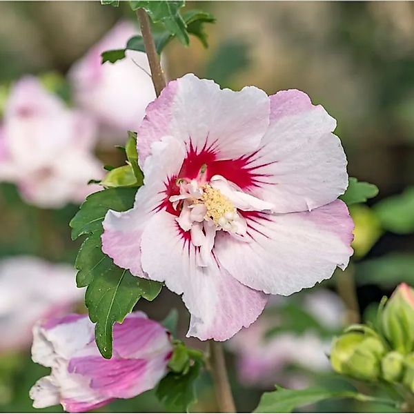 Hibiscus Eibisch Fiji 40-60cm - Hibiscus syriacus günstig online kaufen