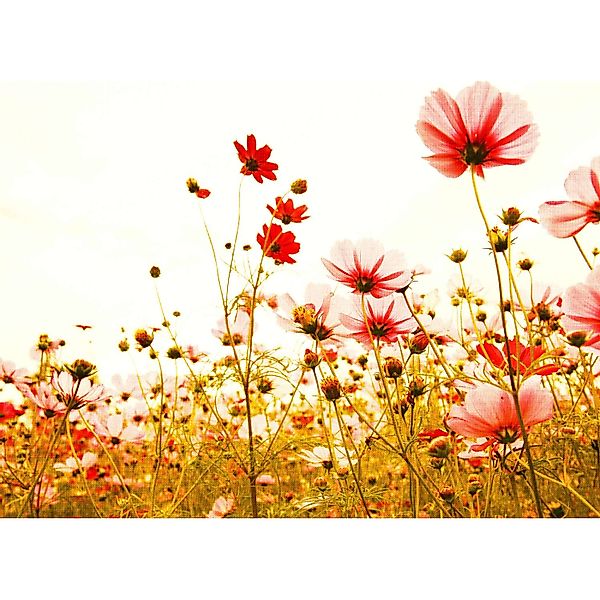 Fototapete Blumenwiese Vintage Rosa Rot Weiß 3,50 m x 2,55 m FSC® günstig online kaufen