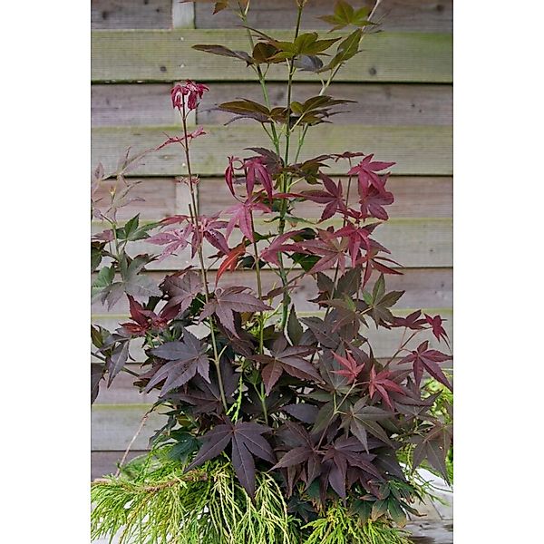 Acer Palmatum Ruby Stars Japanischer Ahorn Rot 30–40 cm günstig online kaufen