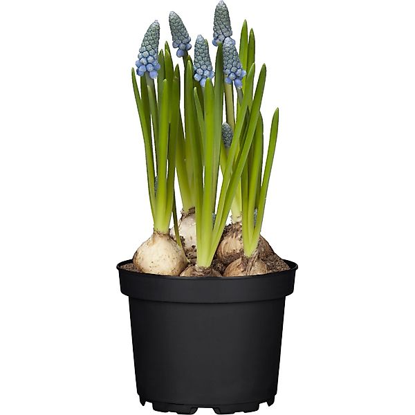 GROW by OBI Traubenhyazinthe Topf-Ø ca. 12 cm Muscari armeniacum günstig online kaufen