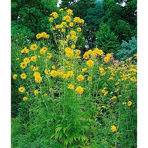 Rudbeckia Laciniata Goldquelle Goldruten Sonnenhut Ca. 9x9 cm Topf günstig online kaufen
