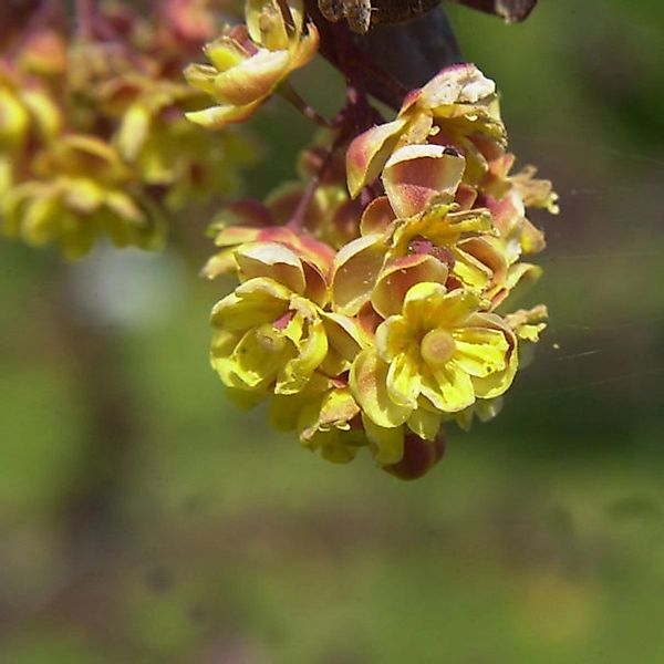 Große Blut Beberitze 40-60cm - Berberis ottawensis günstig online kaufen