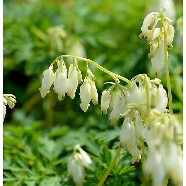 Zwergherzblume Langtrees - Dicentra formosa günstig online kaufen