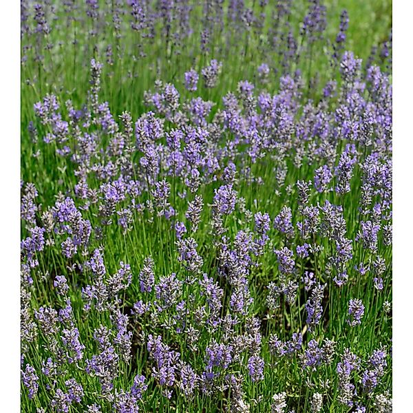 Lavendel Dutch - Lavandula intermedia günstig online kaufen