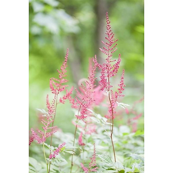 Astilbe Glaberrima Sprite Prachtspiere Ca. 9x9 cm Topf günstig online kaufen