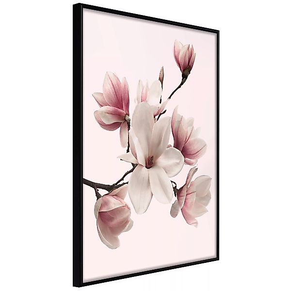 Poster - Blooming Magnolias I günstig online kaufen