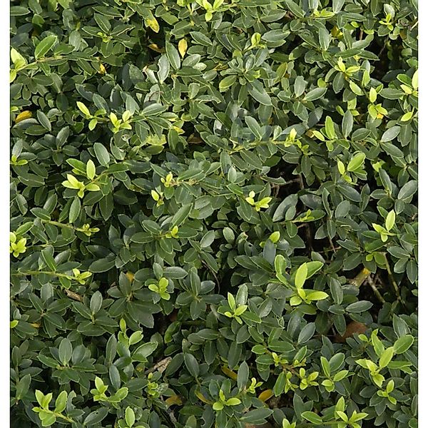 Kegelschnitt Löffel Ilex Dark Green 80-90cm - Ilex crenata günstig online kaufen