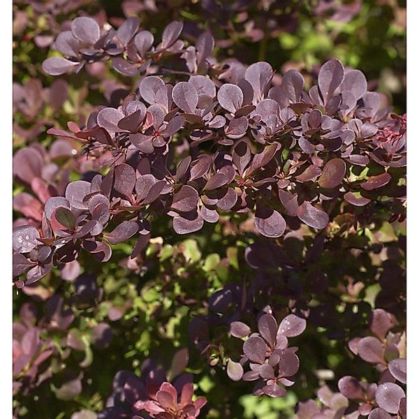 Rote Heckenbeberitze 100-125cm - Berberis thunbergii Atropurpurea günstig online kaufen