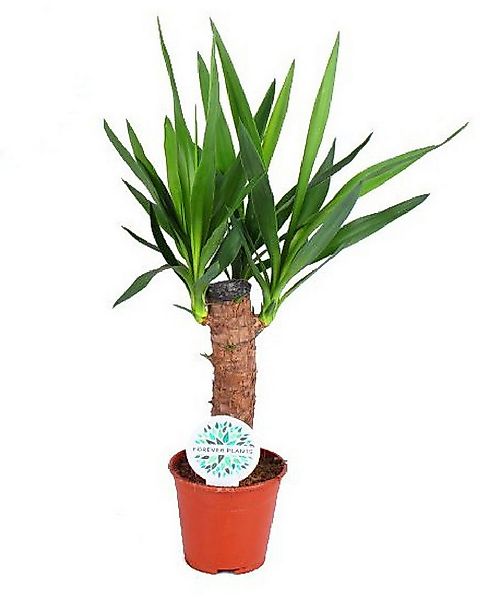 meinvipshop Zimmerpflanze Yucca Palme 50cm XXL Zimmerpfanze günstig online kaufen