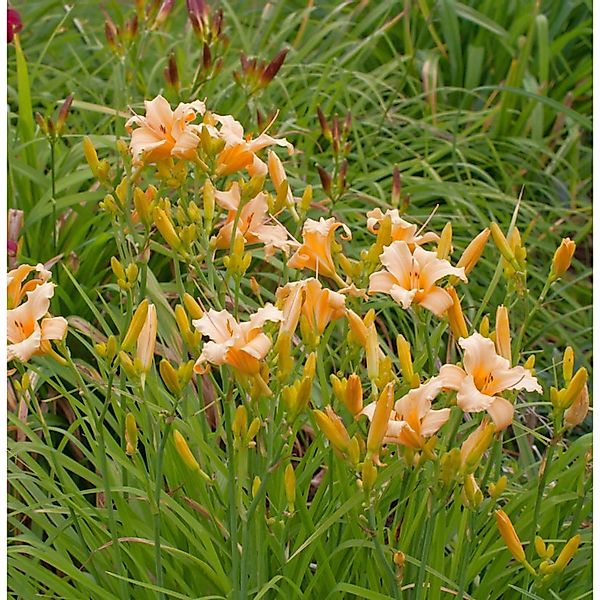 Taglilie Little Bumble Bee - Hemerocallis cultorum günstig online kaufen