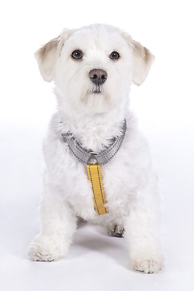 HKM Dogs Hunde-Geschirr Hundegeschirr -Anam Cara günstig online kaufen