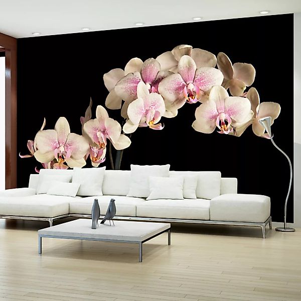 Fototapete - Blühende Orchideen auf dunklem Hintergrund günstig online kaufen
