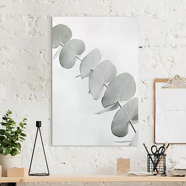 Leinwandbild Eukalyptuszweig im Weißen Licht günstig online kaufen