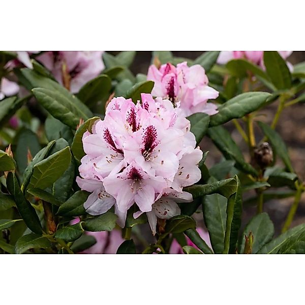 Rhododendron Hybr. Herbstfreude Rhododendron 30–40 cm günstig online kaufen