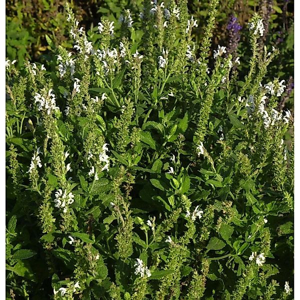 Ziersalbei Schneehügel - Salvia nemorosa günstig online kaufen