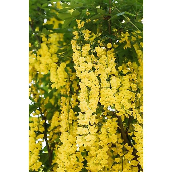 Laburnum Watereri Vossii Goldregen Gelbe Blüten 60–100 cm günstig online kaufen
