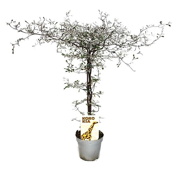 Exotenherz Beetpflanze Corokia cotoneaster - Zick-Zack-Strauch - Schnurbaum günstig online kaufen