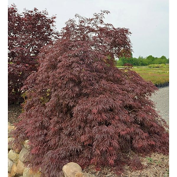 Fächerahorn Inaba shidare 30-40cm - Acer palmatum günstig online kaufen