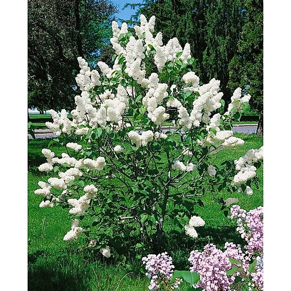 Syringa Vulgaris Flieder 80-100 cm günstig online kaufen