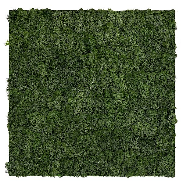 Jangal Wandpaneel Modular Wall Dark Green Moos 52 x 52 cm günstig online kaufen
