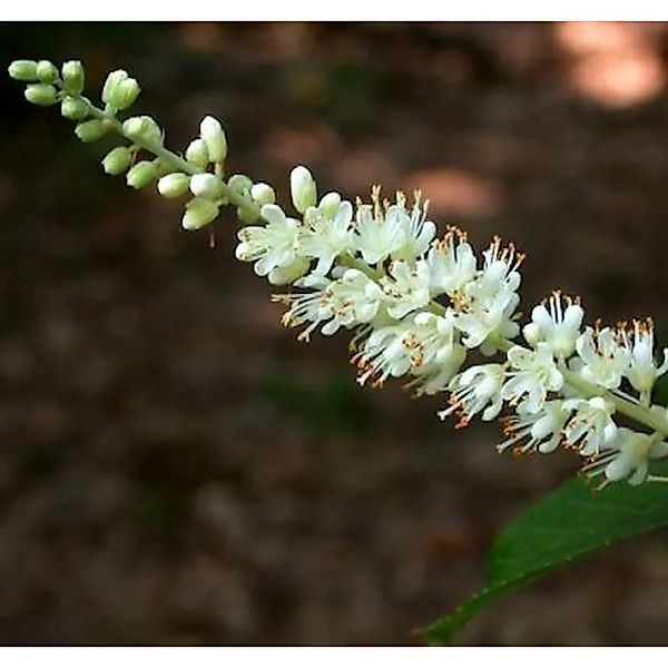 Silberkerzenstrauch Sixteen Candles 40-60cm - Clethra alnifolia günstig online kaufen