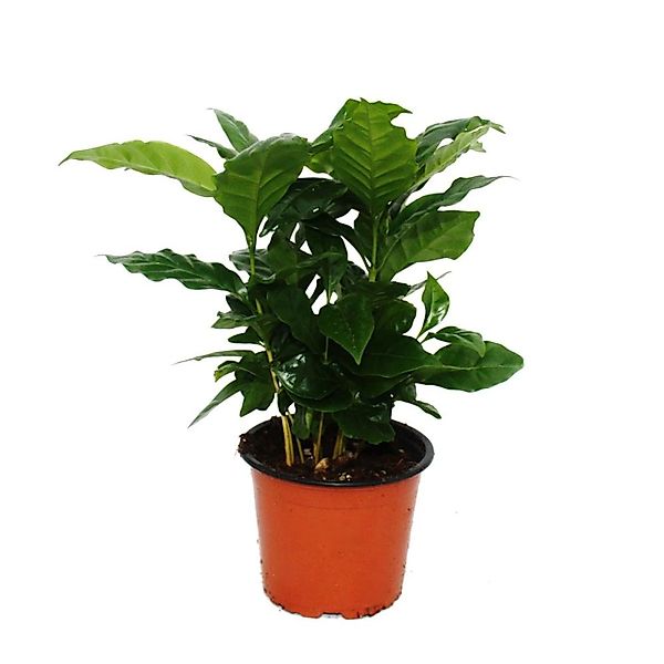Exotenherz Kaffee Pflanze Coffea Arabica 1 Pflanze Zimmerpflanze günstig online kaufen