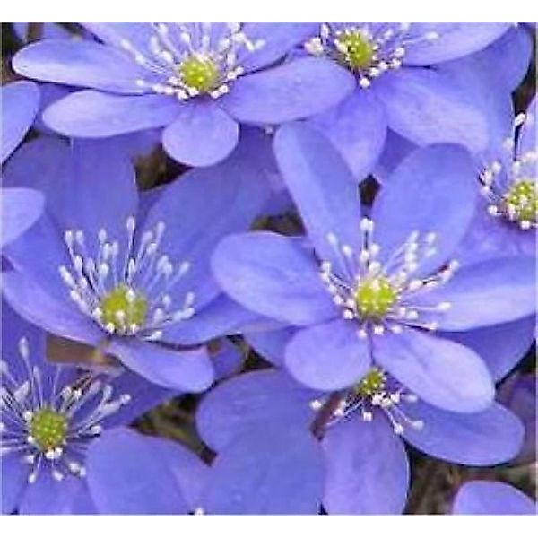 Leberblümchen - Hepatica nobilis günstig online kaufen