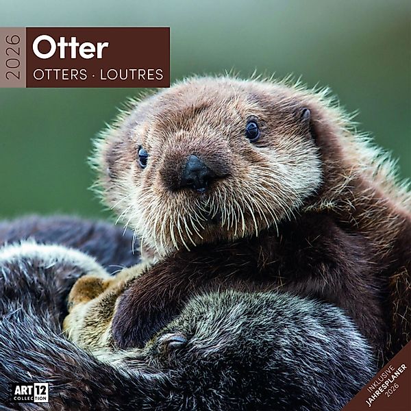Otter Kalender 2026 - 30x30 günstig online kaufen