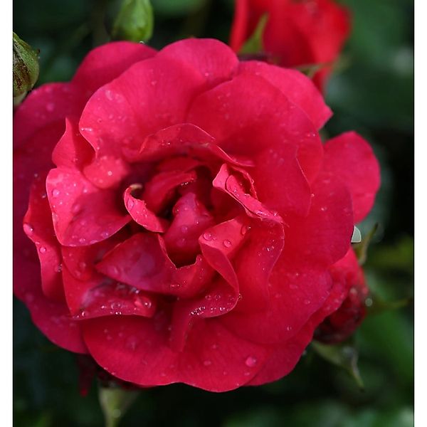 Hochstamm Rose Gärtnerfreude 80-100cm günstig online kaufen