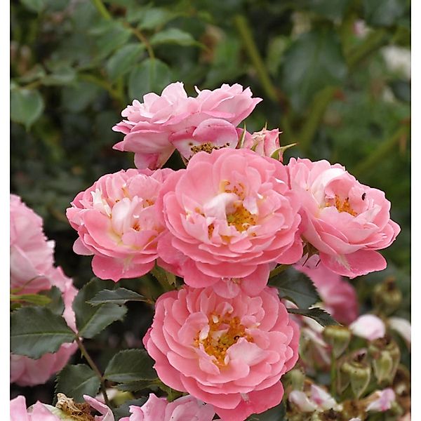 Hochstamm Rose Charmant 60-80cm günstig online kaufen