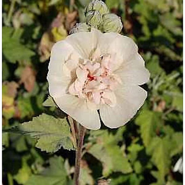 Stockrose Parkallee - Alcalthaea suffrutescens günstig online kaufen