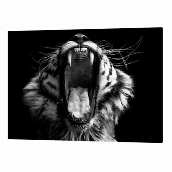 Any Image Wandbild Tiger grau Gr. 40 x 50 günstig online kaufen