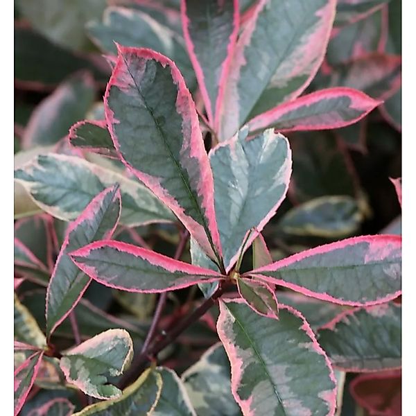 Glanzmispeln Pink Marble 40-60cm - Photinia fraseri günstig online kaufen