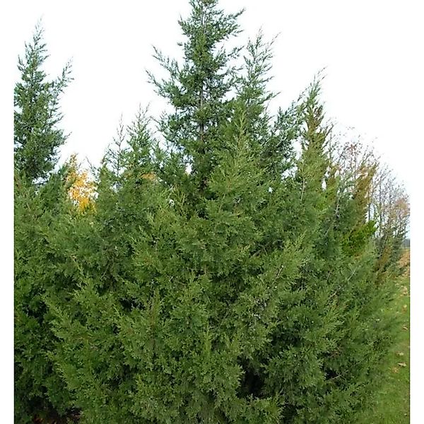 Chinesischer Wacholder Keteleeri 80-100cm - Juniperus chinensis günstig online kaufen