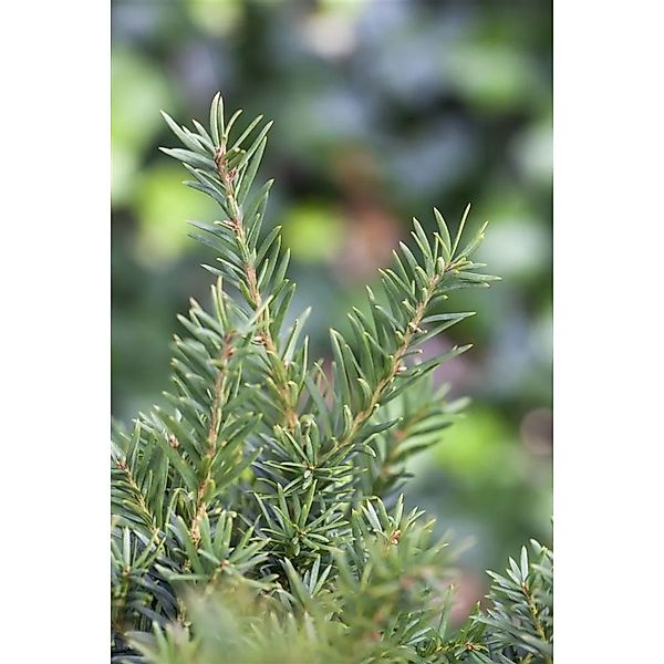 Taxus media 'Kazio' 60-70 cm günstig online kaufen