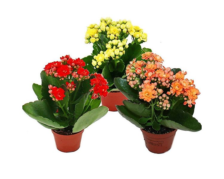 Exotenherz Zimmerpflanze Mini-Kalanchoe Rosalina 3er Set Flammendes Käthche günstig online kaufen