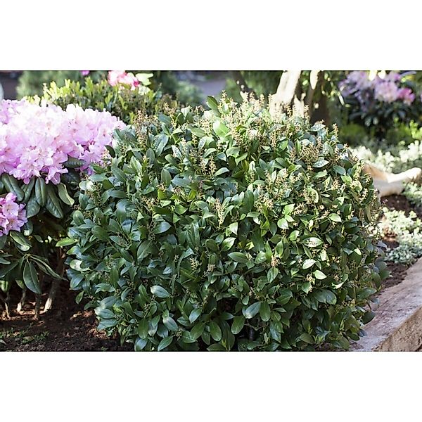 Prunus laurocerasus 'Mano' 80-100 cm günstig online kaufen
