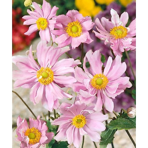 Anemone Japonica Mont Rose Herbstanemone Ca. 9x9 cm Topf günstig online kaufen