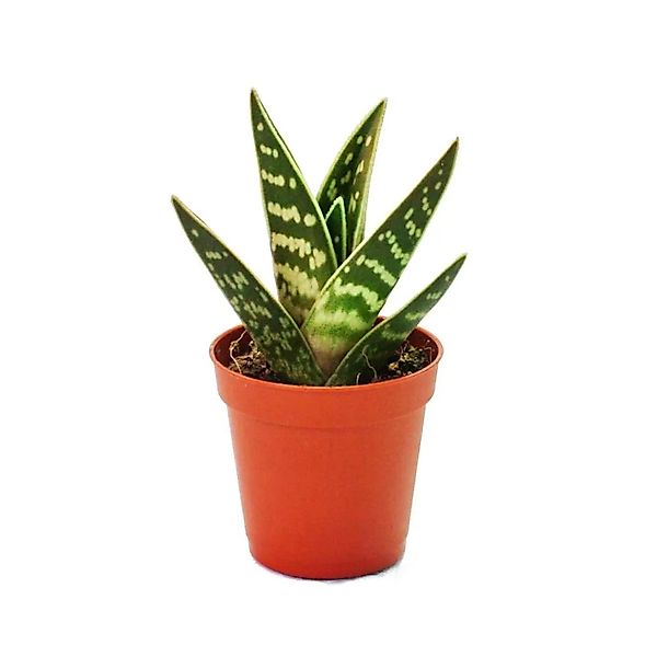 Exotenherz Kaktus Aloe variegata - Tiger-Aloe - kleine Pflanze im 5,5cm Top günstig online kaufen
