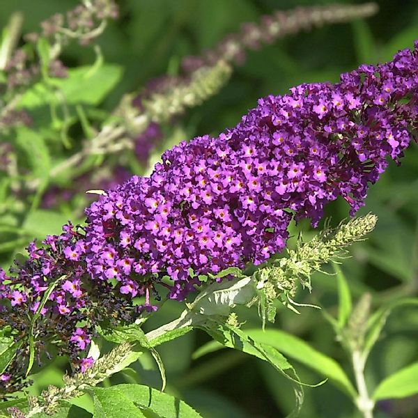 Schmetterlingsflieder Summer Bird Raspberry 30-40cm - Buddleja günstig online kaufen