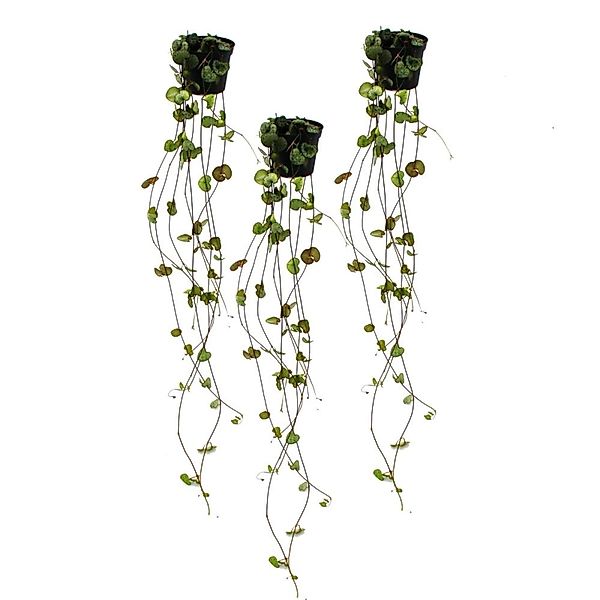 Exotenherz 3er Set Ceropegia Woodii Leuchterblume günstig online kaufen